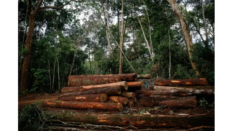 Prevenção: Ferramenta contra o desmatamento na Amazônia
