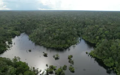 Primeira concessão florestal em gleba pública fora de unidade de conservação será no Amazonas