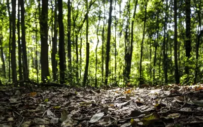 Produção florestal do país cresce 16,7% e chega a R$ 44,3 bi em 2024