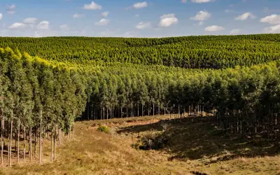 Produção Florestal: Silvicultura e Extração Vegetal batem recordes em 2022 faturando R$ 33,7 bilhões