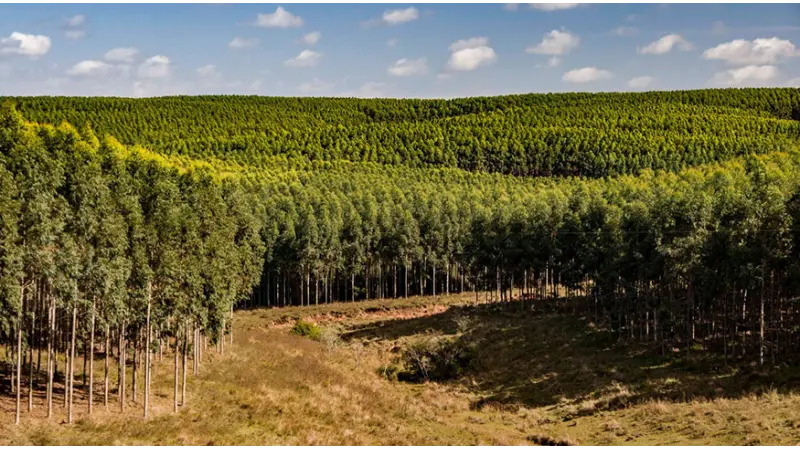 Produção Florestal: Silvicultura e Extração Vegetal batem recordes em 2022 faturando R$ 33,7 bilhões