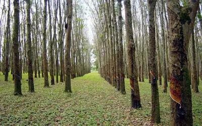 Produtividade de seringais em Goiás é maior que a média mundial