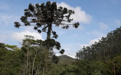 Produtos florestais não madeireiros: alternativa econômica para financiar a restauração no Brasil