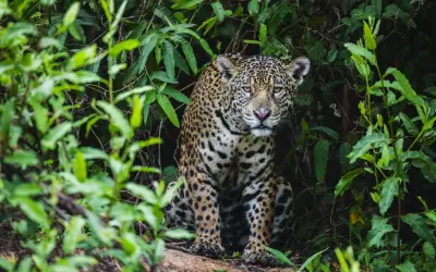 Programa visa resgatar e dar assistência a animais silvestres