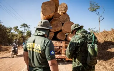 Projeto de Lei prevê proibir empresários envolvidos no comércio ilegal de madeira de abrir novas empresas em Mato Grosso
