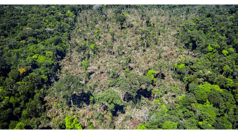 Projeto entre USP e Ibama propõe avaliação de indicadores sobre desmatamento na Amazônia