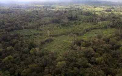Projeto prevê mudança no Código Florestal e autoriza corte de vegetação secundária em imóvel com reserva legal preservada