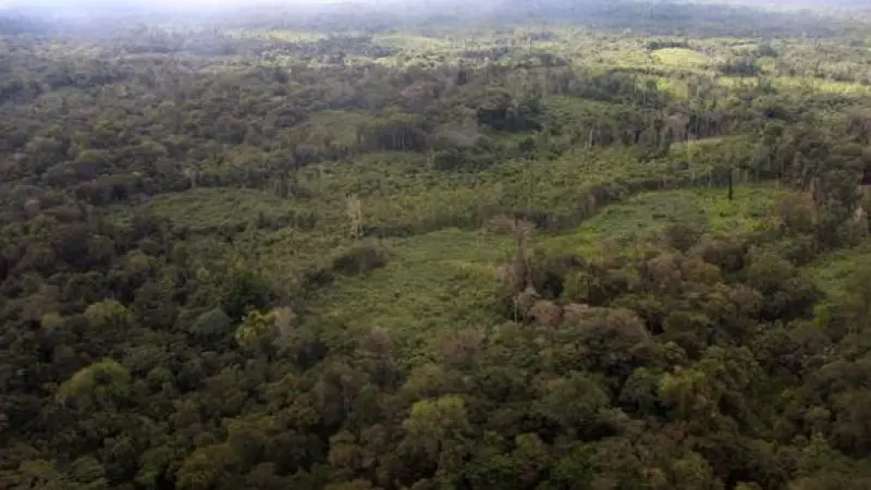 Projeto prevê mudança no Código Florestal e autoriza corte de vegetação secundária em imóvel com reserva legal preservada