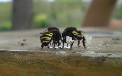 Abelha brasileira produz própolis com ação contra o mosquito da dengue