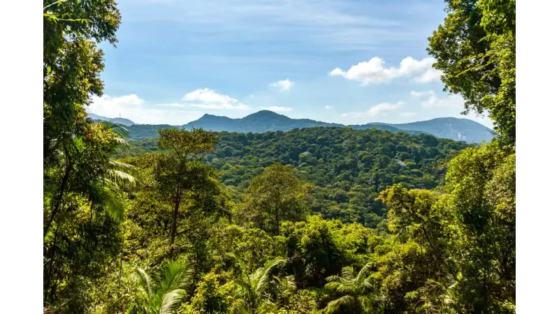Proposta do Brasil de criação de fundo bilionário para conservação de florestas tropicais ganha apoio