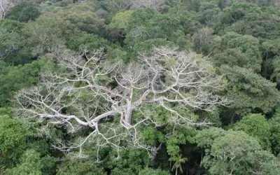Proposta regulamenta o aproveitamento da madeira de árvores mortas