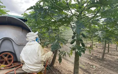 Protetor Solar para Plantas: Solução ou Paliativo Diante das Mudanças Climáticas?