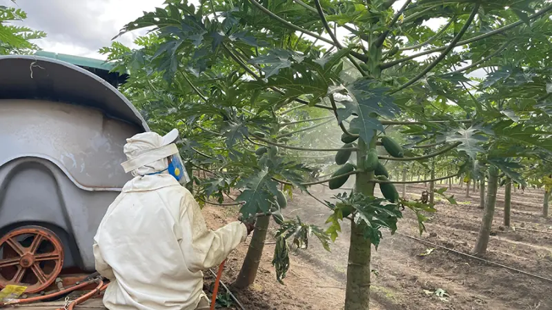 Protetor Solar para Plantas: Solução ou Paliativo Diante das Mudanças Climáticas?