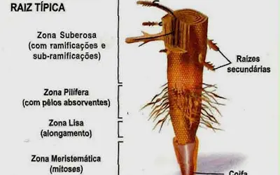 Quais os tipos de Raízes que existem?