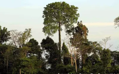 Qual a importância das florestas primárias?