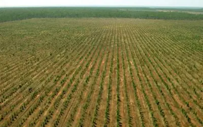 Qual a influência da densidade de plantio na produção madeireira?