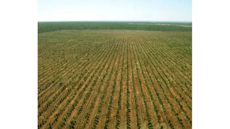 Qual a influência da densidade de plantio na produção madeireira?