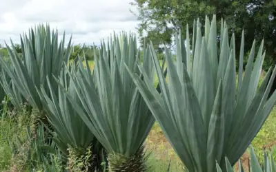 Quase tudo que você precisa saber sobre o Sisal (Agave Sisalana)