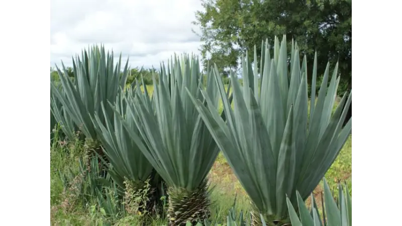 Quase tudo que você precisa saber sobre o Sisal (Agave Sisalana)