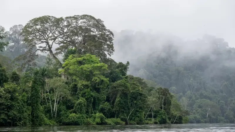 Quebra da circulação do Atlântico aumentaria risco de colapso da Amazônia, alerta estudo