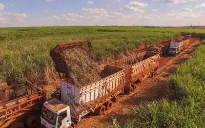 Queima da palha da cana deve ser autorizada por órgão ambiental