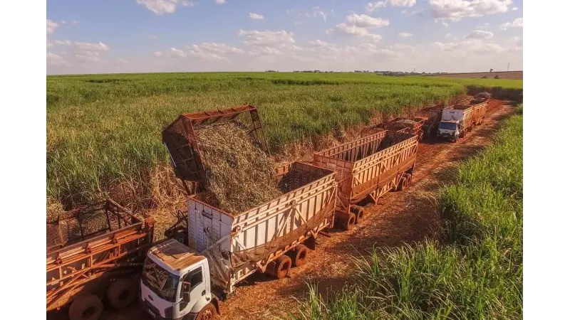 Queima da palha da cana deve ser autorizada por órgão ambiental