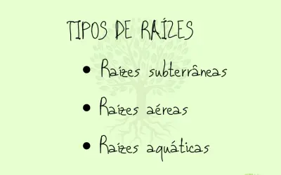 Raiz e seus tipos: subterrâneo, aéreo e aquático