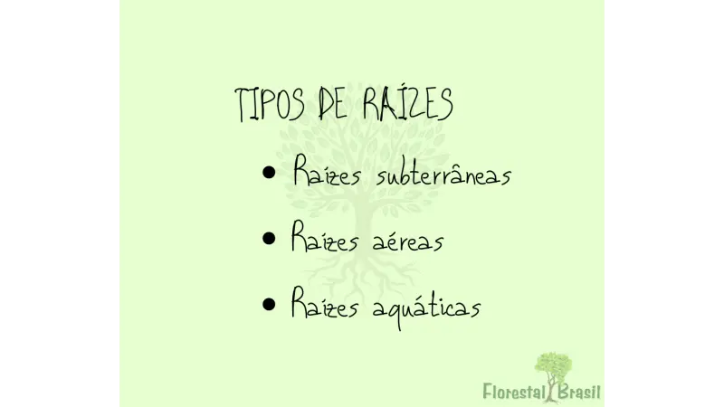 Raiz e seus tipos: subterrâneo, aéreo e aquático