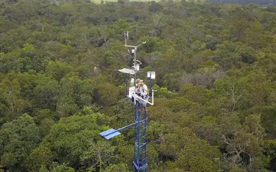 Rede com mais de 80 câmeras monitora impactos das mudanças do clima no ciclo de vida das plantas