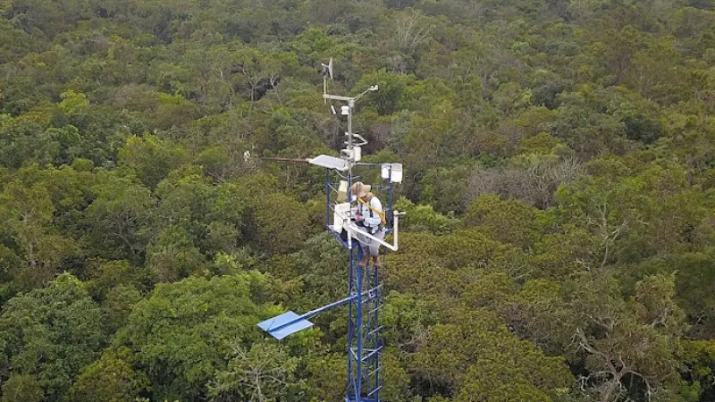 Rede com mais de 80 câmeras monitora impactos das mudanças do clima no ciclo de vida das plantas
