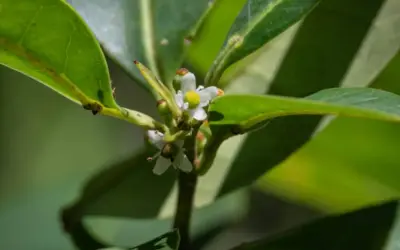Redescoberta de árvore que se achava estar extinta em Pernambuco após 185 anos