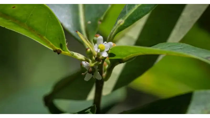 Redescoberta de árvore que se achava estar extinta em Pernambuco após 185 anos