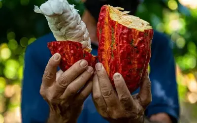Do desmatamento à prosperidade: como a Agrofloresta pode mudar o panorama brasileiro