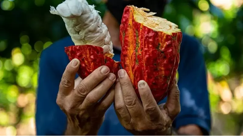 Do desmatamento à prosperidade: como a Agrofloresta pode mudar o panorama brasileiro