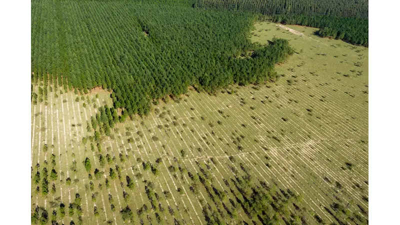 Reflorestamento consciente: desafios e soluções para a restauração de ecossistemas