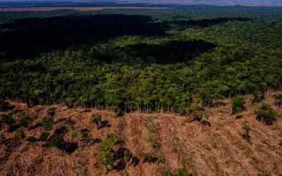 Regeneração natural de florestas captura carbono mais rápido do que se pensava