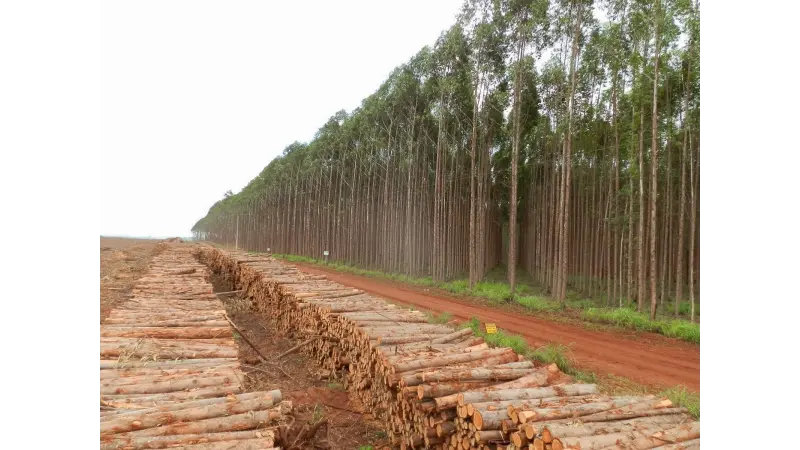 Região sul é a principal produtora de eucalipto, C&P e painéis