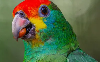 Papagaio-chauá e mutuns voltam à Mata Atlântica de Alagoas após décadas extintos