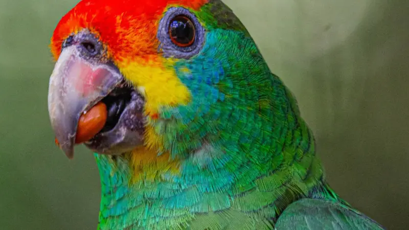 Papagaio-chauá e mutuns voltam à Mata Atlântica de Alagoas após décadas extintos