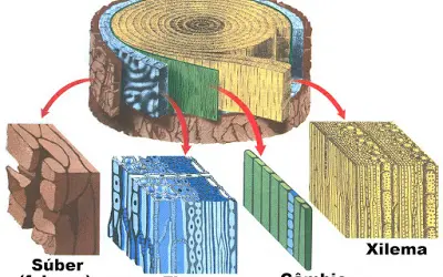 Relação do Xilema e do Floema com o sistema circulatório humano
