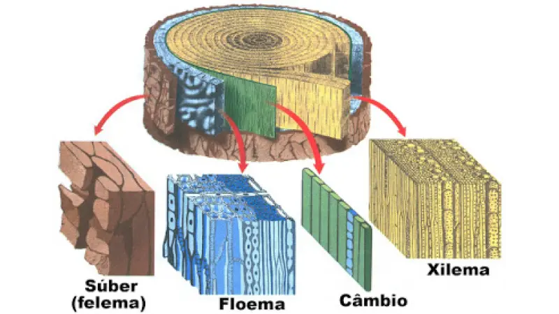Relação do Xilema e do Floema com o sistema circulatório humano