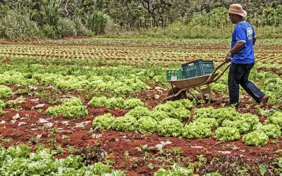 Renda bruta de pequenos agricultores aumento em 24% com o Programa de Aquisição de Alimentos