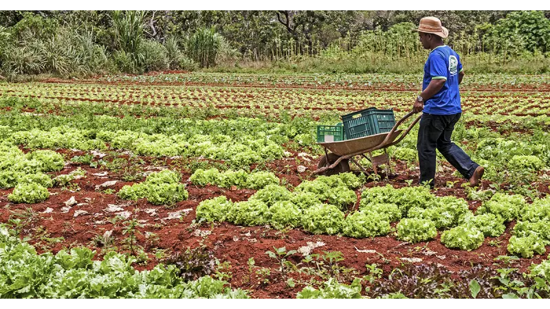 Renda bruta de pequenos agricultores aumento em 24% com o Programa de Aquisição de Alimentos