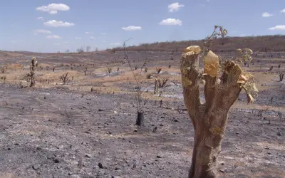 Restam apenas 11% da vegetação nativa da Caatinga