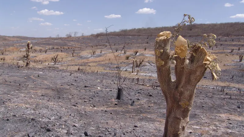 Restam apenas 11% da vegetação nativa da Caatinga
