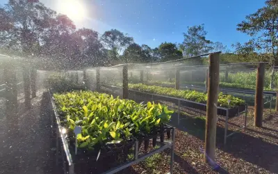 Restauração e produção é possível na Mata Atlântica através da Agrofloresta