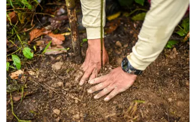Restauração florestal não é “reconstruir” a natureza: estudo propõe unir inteligência humana, natural e artificial