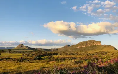 Restaurar o Cerrado apenas com árvores não é o melhor caminho