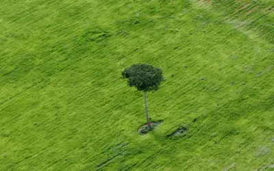 A Salvação da Amazônia: A queda do desmatamento e a surpreendente resiliência da floresta contra a mudança climática