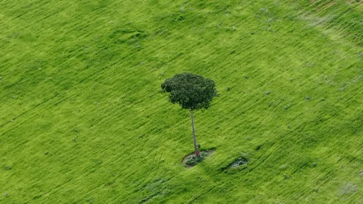 A Salvação da Amazônia: A queda do desmatamento e a surpreendente resiliência da floresta contra a mudança climática